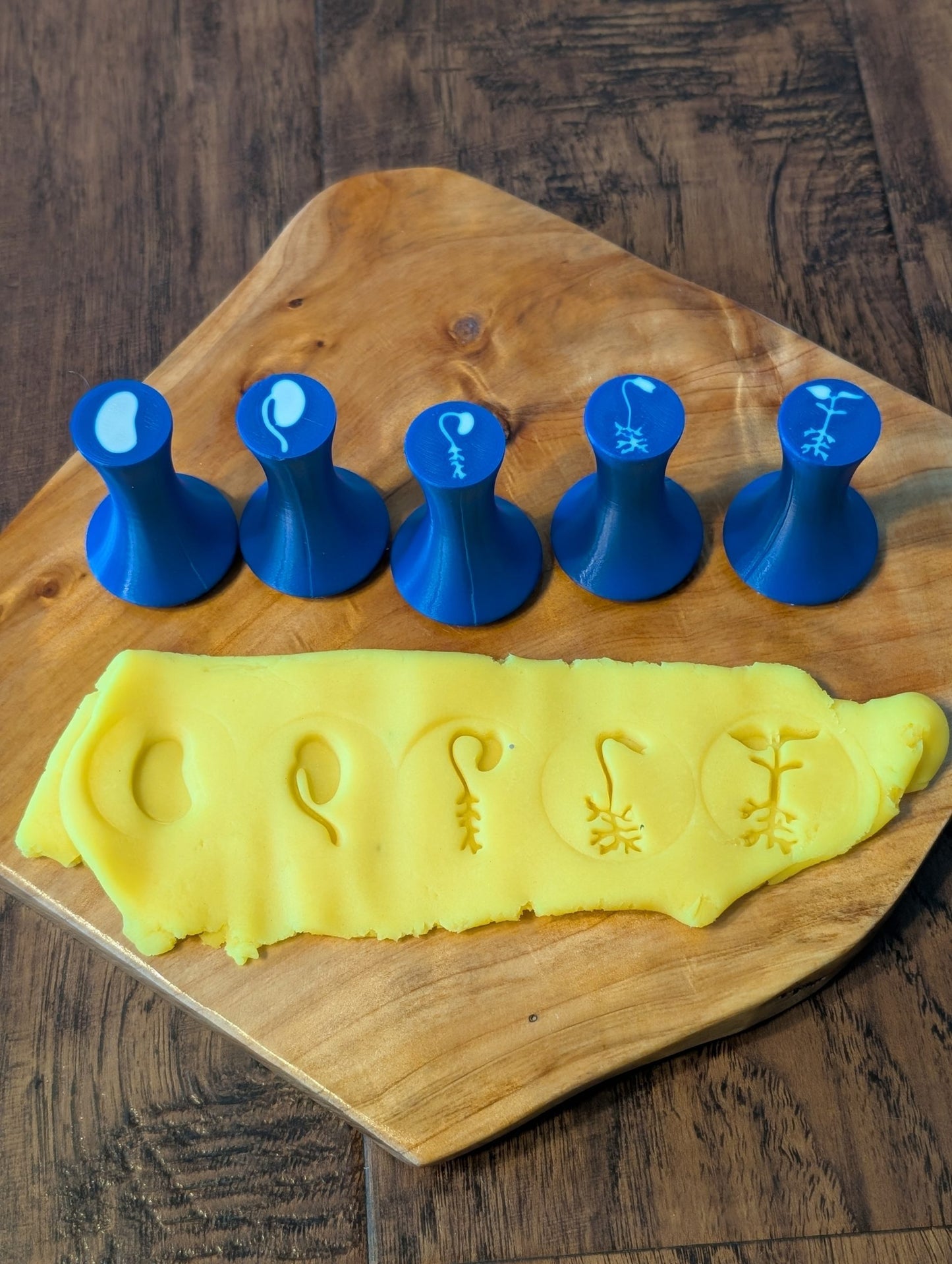 Life cycles playdough stamps image 4